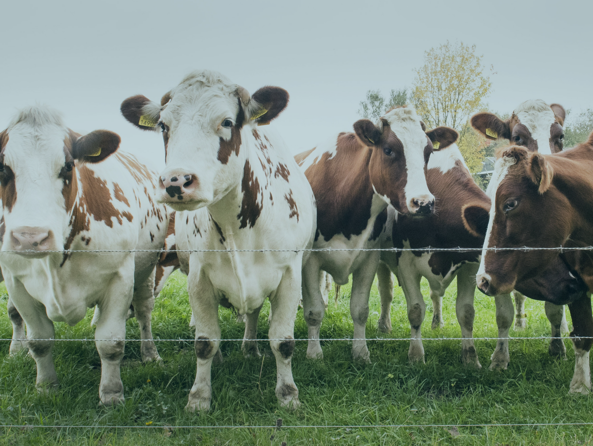 Understanding Nitrates: A Call to Action for Cleaner Water